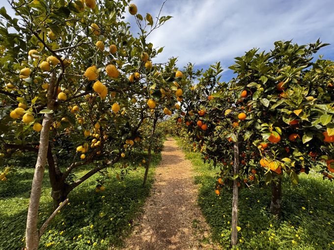 Mandelblüte auf Mallorca