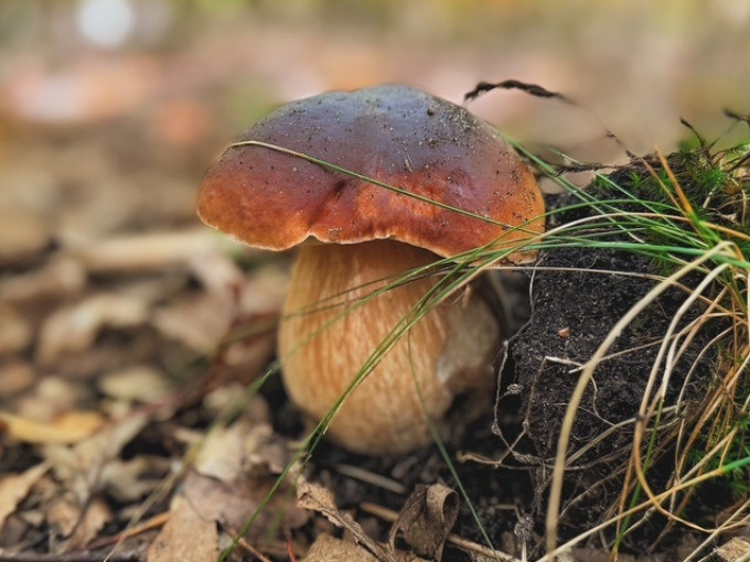 Zwischen Moos und Myzel: Pilzwanderung durch die Dübener Heide 
