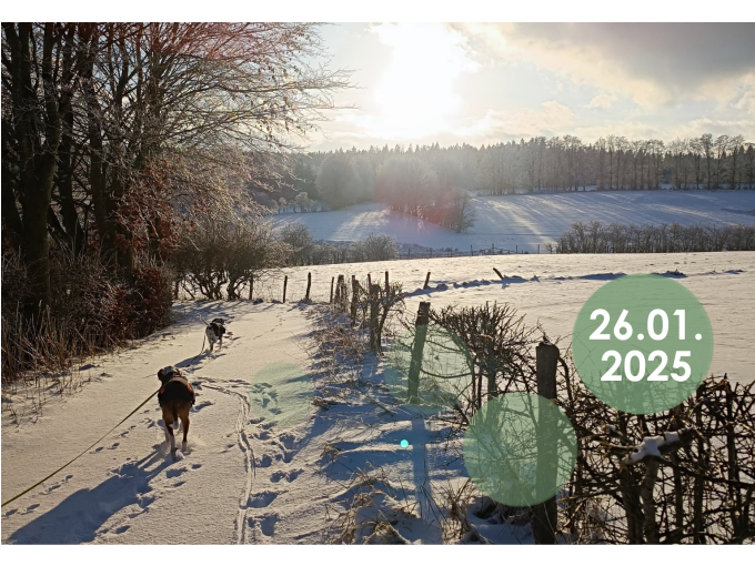 Tiergestützte Wanderung mit Eseln