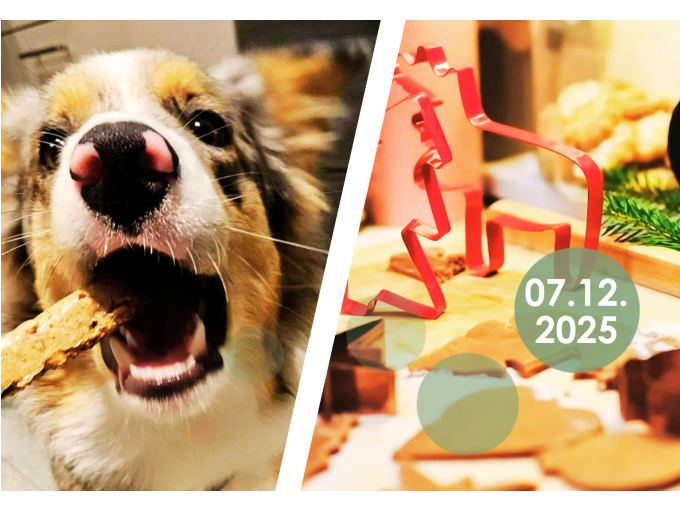 Spielverhalten von Hunden - Online Vortrag