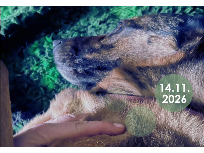 Heilsame Küchenkräuter: Einführung in die Naturheilkunde für Hunde (online)