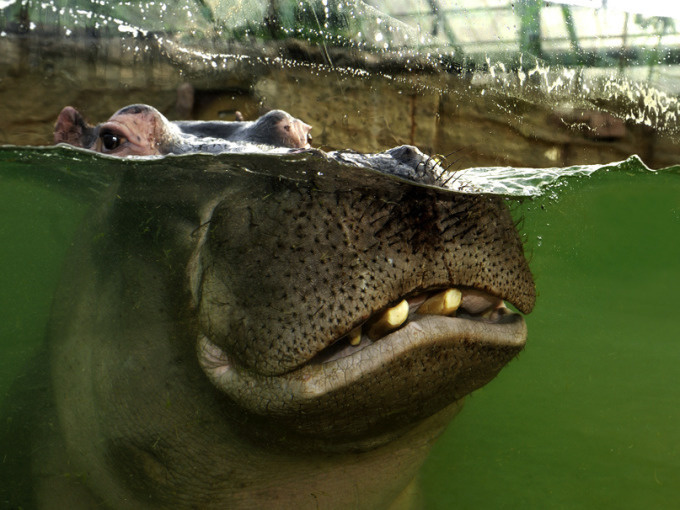 Tageskarte Kölner Zoo & Aquarium + 10% Rabatt im ZooShop  - 8 Stunden  