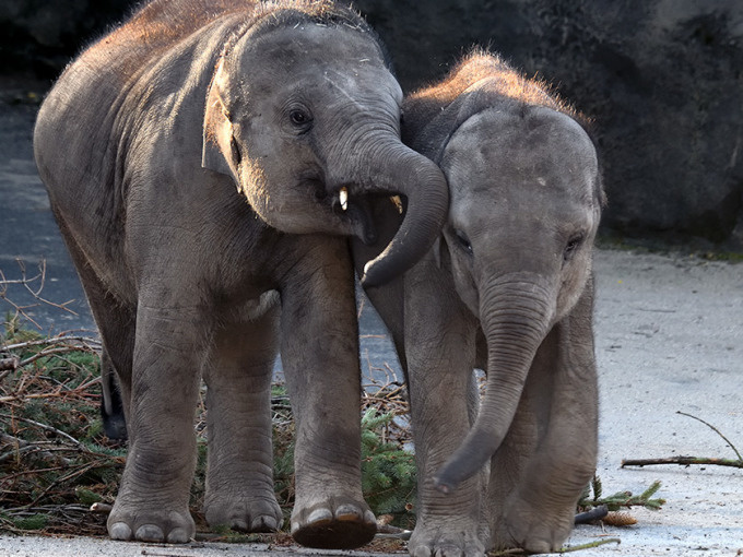 Tageskarte Kölner Zoo & Aquarium
